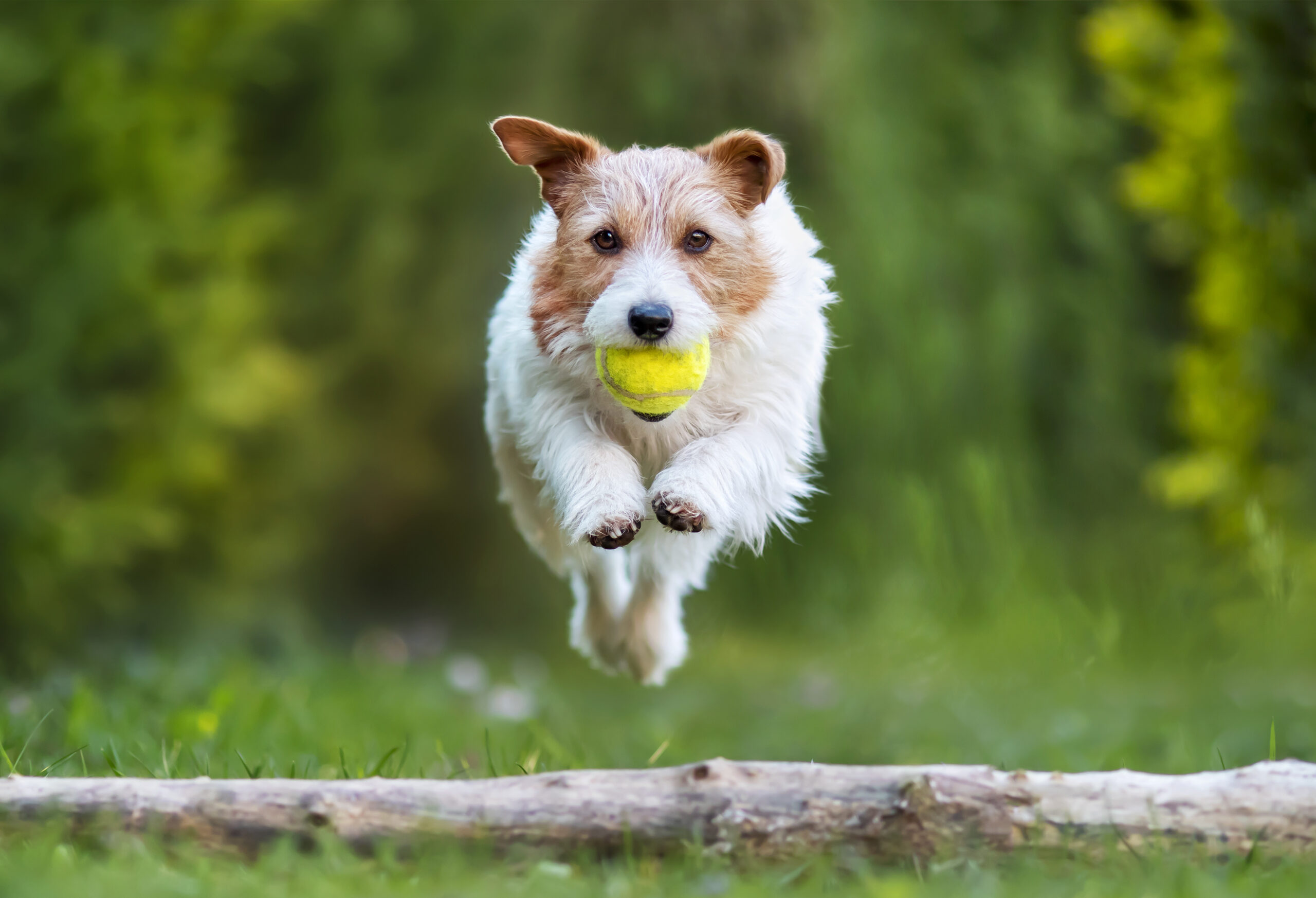 Private Training Session